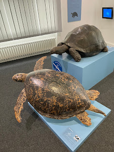 Zoological Museum of Kiel University — fotografia 5