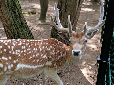 Gonsenheimer Wild Park — fotografia 4