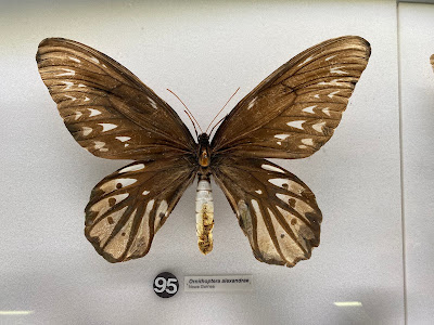 Museum of Natural History — fotografia 4