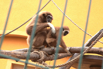Dřevěná Exotika na ranči Bítovany — fotografia 5