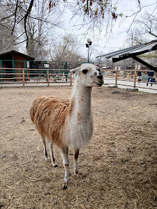 Zoo Pazardzhik — fotografia 3