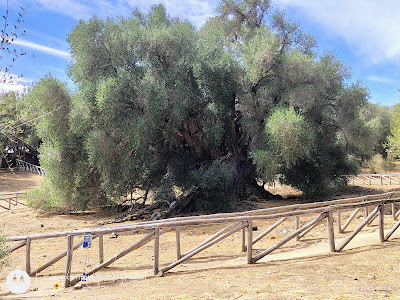 The Great Grampa - Millennial Wild Olive Tree — fotografia 4