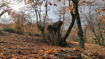 Bosque de Cobre — fotografia 5