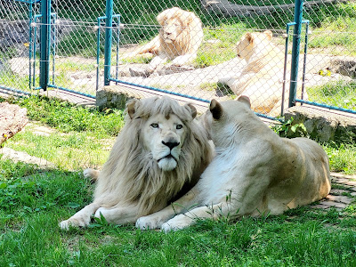 Belgrade Zoo
