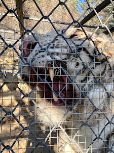 Stara Zagora Zoo — fotografia 4