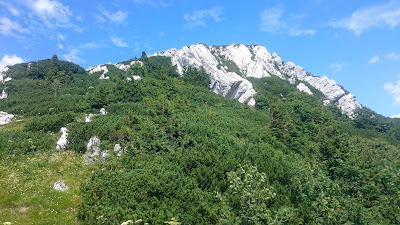Risnjak