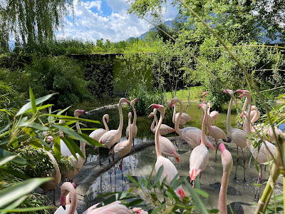Grădina Zoologică din Salzburg — fotografia 4