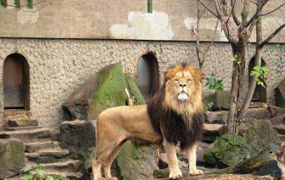 Grădina Zoologică Artis