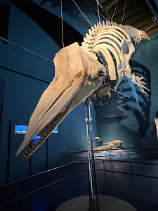 Civic Museum of Natural Sciences in Bergamo — fotografia 5