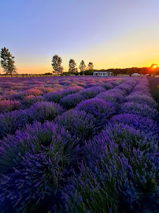 Lavender Farm