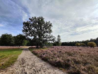 Drunensche Duinen — fotografia 3
