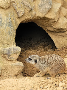 Senftenberg Zoo — fotografia 3