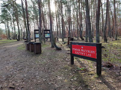 Krzywy Las — fotografia 4