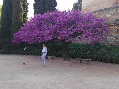 Plaza de los Aljibes de la Alhambra — fotografia 3