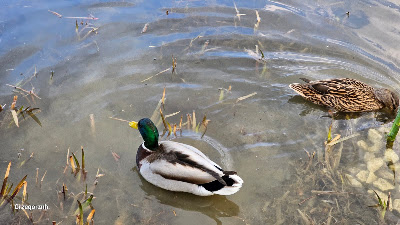 Park Zaczarowanej Dorożki w Krakowie — fotografia 5