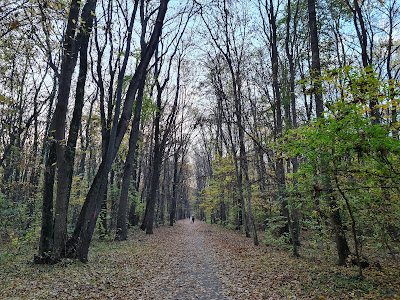 Pădurea Băneasa — fotografia 3