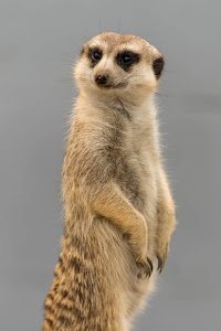 Zoopark Olovnice — fotografia 4