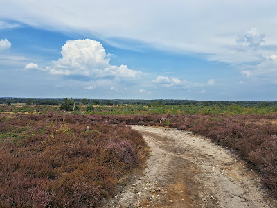 Sallandse Heuvelrug — fotografia 3