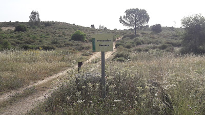 Área Recreativa Los Pinares de Aznalcázar - Puebla del Río — fotografia 5