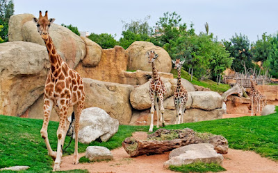 Valencia Bioparc — fotografia 3