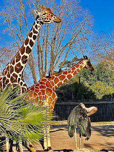 Bioparco