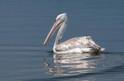 Kerkini Lake National Park — fotografia 5