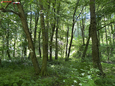 Pădurea "Valea Fagilor"