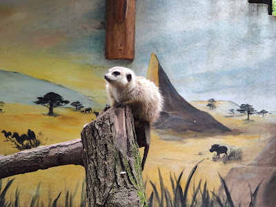 Törökmező Animal Park — fotografia 3