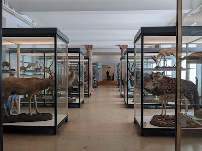 Senckenberg Nature Museum — fotografia 5