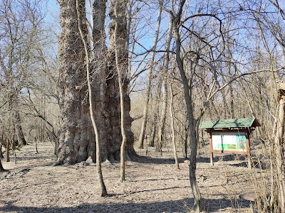 Pörbölyi Titán (Nagyfa) — fotografia 3