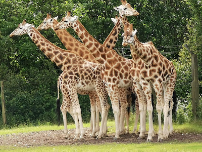 Givskud Zoo - Zootopia — fotografia 4