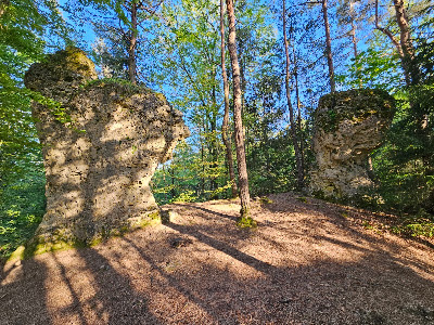 Zauberwald-Orchideen-Weg — fotografia 4