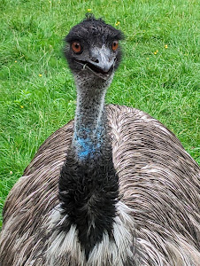 Raritätenzoo Ebbs — fotografia 5