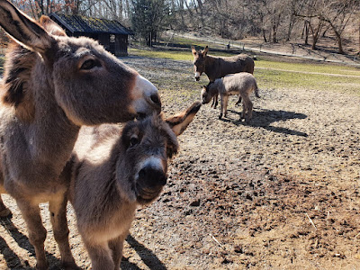 Wild Park Castle Ortenburg — fotografia 5