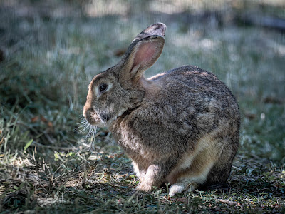Margaret Island Mini Zoo — fotografia 5