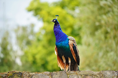 Wildpark Alte Fasanerie — fotografia 5