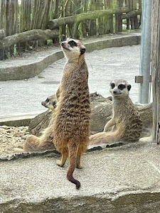 Zoo Linz — fotografia 5