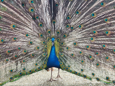 Bioparco — fotografia 5