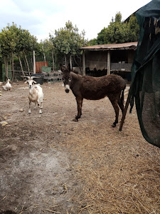 Agricampeggio Speca (campeggio,vendita ortaggi/prodotti tipici) — fotografia 4