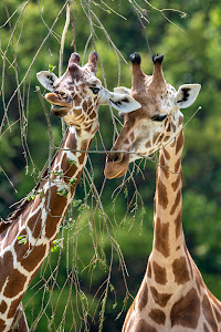 Zoo Augsburg — fotografia 4