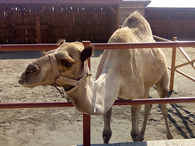 Camel Park Sunny Beach — fotografia 4