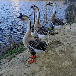 Parque la Laguna — fotografia 4