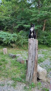 Camping Naturista Ca' le Scope — fotografia 4