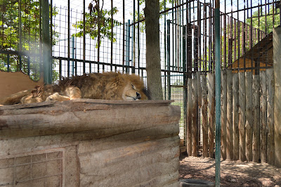Oasis Siberian tiger — fotografia 4