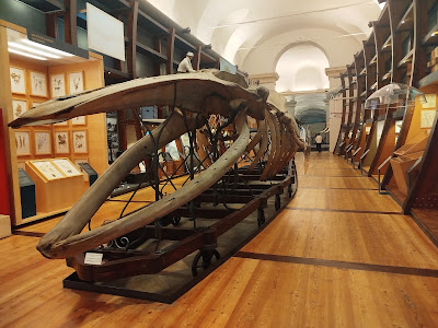 Museo Regionale di Scienze Naturali — fotografia 3