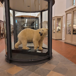 Museo Regionale di Scienze Naturali — fotografia 4
