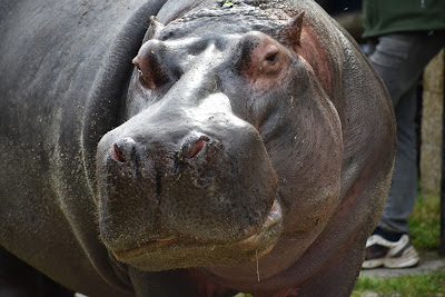 ZOO Dvorec — fotografia 5