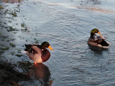 Tisza - Maros Confluence — fotografia 5