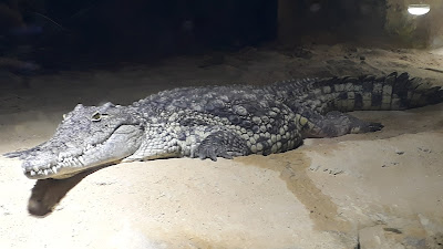Aquarium River of Zaragoza — fotografia 5
