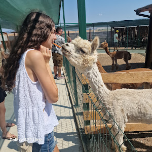 Camel Park Sunny Beach — fotografia 5